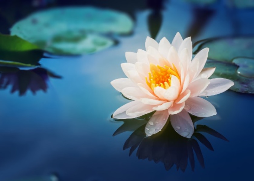 Image for article “I Can’t Find Teachers as Good as Falun Dafa Practitioners,” Says Parent Despite Police Pressure