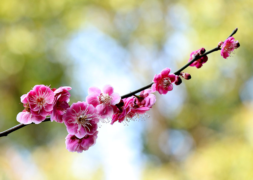 Image for article [Celebrating World Falun Dafa Day] Life Turns Around for a Woman on Dialysis