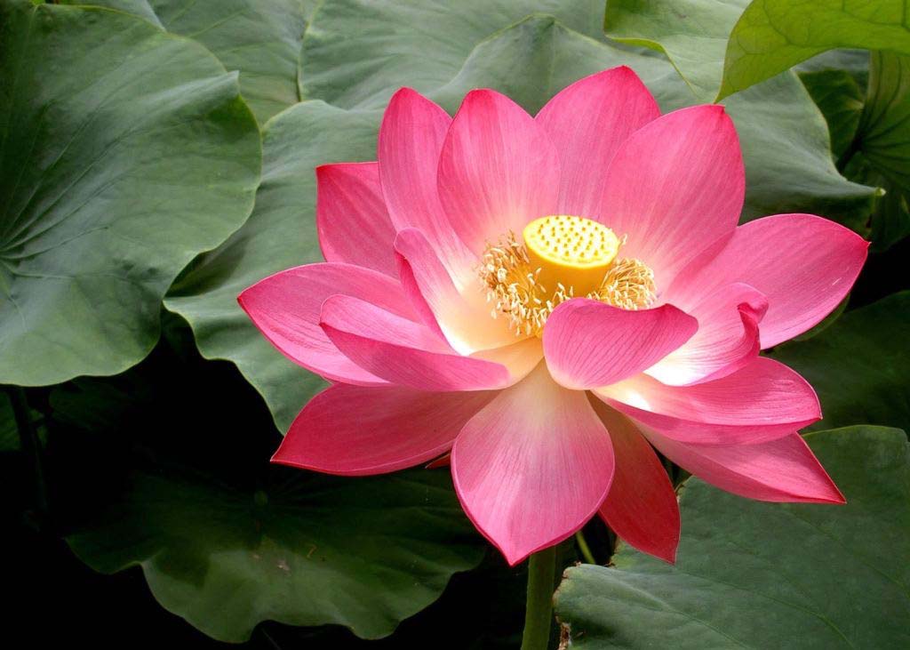 Image for article The Joy of Cultivating Falun Dafa