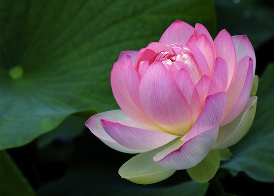 Image for article Podcast (Cultivation): New Practitioner: Falun Dafa Resolved My Hatred