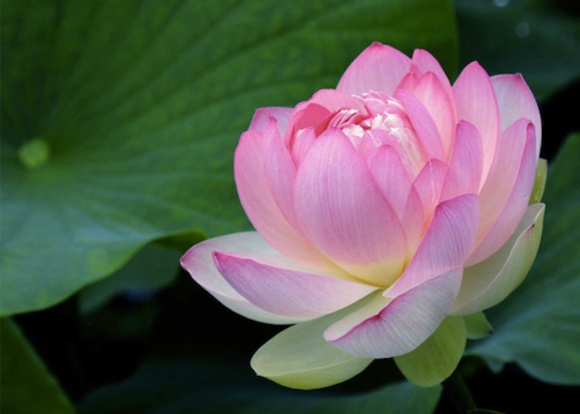 Image for article Cultivating Kindness and Love