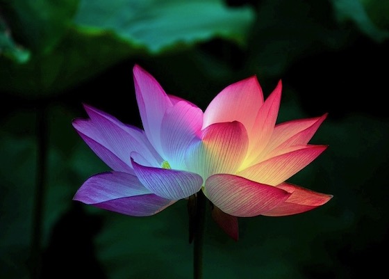 Image for article Young Adult Falun Dafa Practitioner: Doing the Three Things Well Wherever We Go