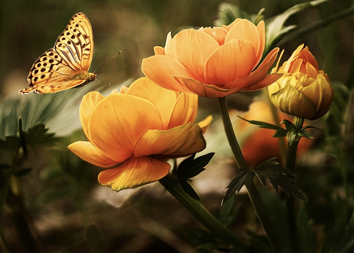 Image for article I’m Grateful for the Tribulations and Joys of Cultivation