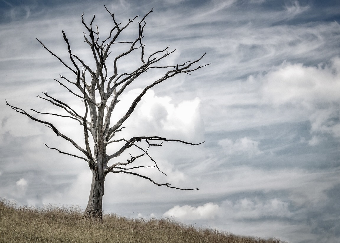 Image for article Belated News: Liaoning Woman Dies in the Persecution of Falun Gong