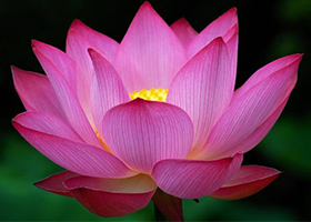 Image for article Practitioners Reflect on Their Cultivation After Reading World Falun Dafa Day Submissions on Minghui