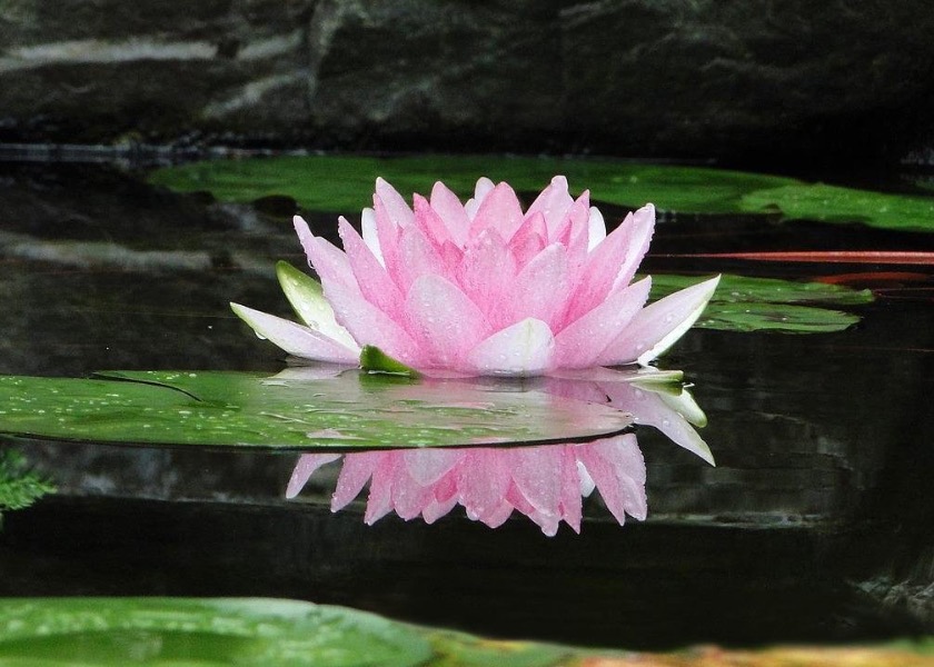 Image for article My Happiness Comes From Practicing Falun Dafa