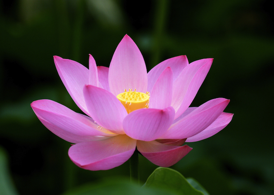 Image for article Validating Falun Dafa While Working as a Custodian